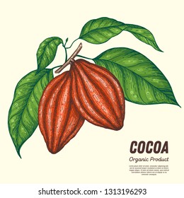 Cocoa beans vector illustration. Hand drawn. Chocolate design. Chocolate beans. Vintage illustration. Cocoa pod.