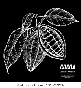 Cocoa beans vector illustration. Hand drawn sketch. Chocolate design. Chocolate beans. Vintage illustration.