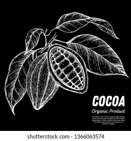 Cocoa beans vector illustration. Hand drawn sketch. Chocolate design. Chocolate beans. Vintage illustration. Can used for packaging design.