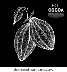 Cocoa beans vector illustration. Hand drawn sketch. Chocolate design. Chocolate beans. Vintage illustration. 