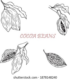 Cocoa beans vector illustration. Hand drawn sketch. cocoa nibs. Chocolate design. Chocolate beans. Vintage illustration.
