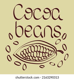Cocoa beans vector illustration. Handwriting, lettering. Cocoa pod fruit and grains
