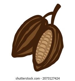 Kakaobohnen. Vektorgrafik einzeln auf weißem Hintergrund.