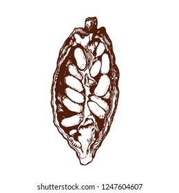 cocoa beans vector illustration on white background, engraving style
