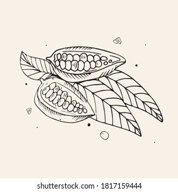
Kakaobohnen. Vektorgrafik auf beigem Hintergrund. Stilgrafik mit Gravur.