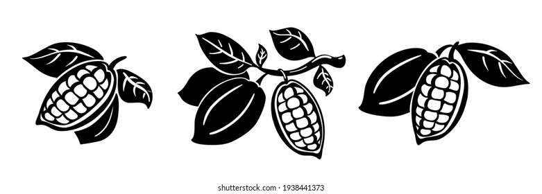 Cocoa beans vector illustration. Cocoa beans on a branch with leaves isolated on white background.