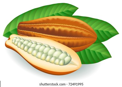 Cocoa beans. Vector illustration on white background.