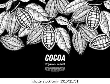 Cocoa beans vector illustration. Cocoa pods sketch. Chocolate beans. Vintage design. Hand drawn illustration.  Organic healthy food sketch. 