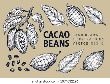 Cocoa beans vector illustration set. Engraved vintage style illustration. Chocolate cocoa beans.