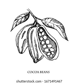 Cocoa beans vector set illustration.Vintage ink hand drawn beans, isolated on white background.Isolated botanical cooking object.