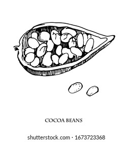 Cocoa beans vector set illustration.Vintage ink hand drawn beans, isolated on white background.Isolated botanical cooking object.