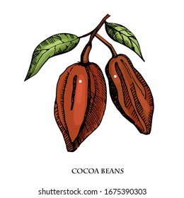 Cocoa beans vector set illustration.Vintage ink hand drawn beans, isolated on white background.Isolated botanical cooking object.