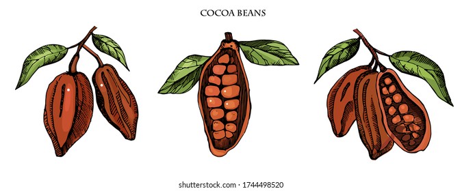 Cocoa beans vector set illustration.Vintage ink hand drawn beans, isolated on white background.Isolated botanical cooking object.Engraved style .