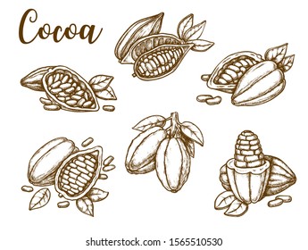 Cocoa beans vector sketch, hand drawn botanical illustration. Natural beans and pods peeled with seeds, chocolate dessert package design elements