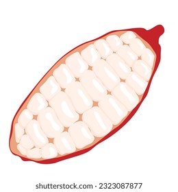 Cocoa beans . Vector stock illustration. Chocolate. Fresh cocoa fruits with half sliced. isolated on white background.