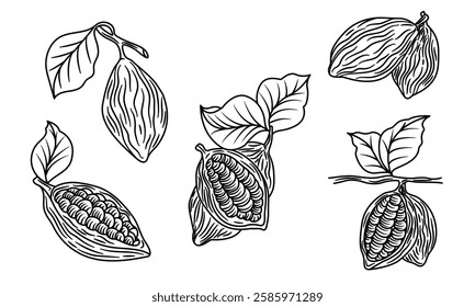 Cocoa beans vintage sketch. One line poster. Outline cocoa beans. Element for interior design and presentations. Vector illustration.