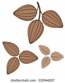 Cocoa beans vintage style. Vector illustration EPS. Isolated cocoa beans on white background