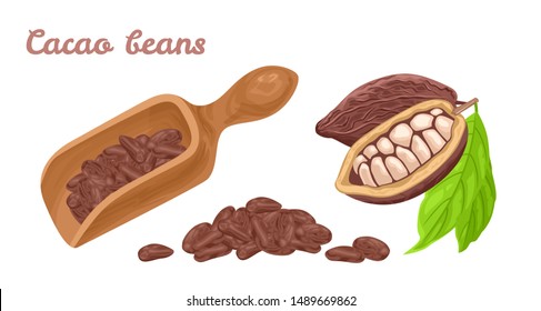 Cocoa beans in wooden scoop isolated on white background. Vector illustration of cocoa fruit and heap of chocolate beans. Cartoon simple flat style.