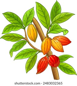 Cocoa Branch Colored Detailed Illustration.