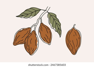 Cocoa branch and fruit. Drawn coloured sketch of cocoa plant on isolated background for logo, label, print, wrapping, template.  Ingredient for chocolate, dessert, cosmetic, butter Vector illustration