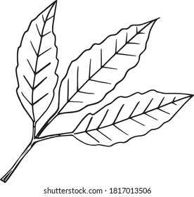 cocoa branch with leaves hand drawn vector doodle. single element for design icon, label, poster, eco, card, sticker. plant