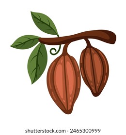 cocoa branch and pods fresh