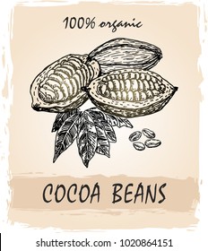 Cocoa branch sketch with leaves and beans. Cocoa tree. Great for cafe, bars, coffee ads.
