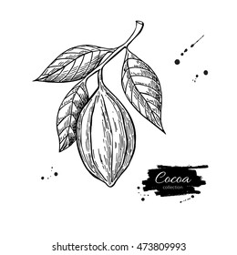 Cocoa branch vector superfood drawing. Isolated hand drawn  illustration on white background. Organic healthy food. Great for banner, poster, label