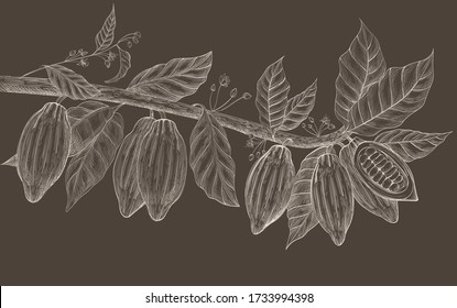 Cocoa brunch on the brown background . Hand drawn vector illustration. 