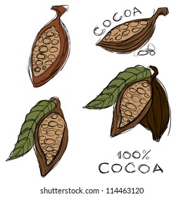 Cocoa or cacao bean