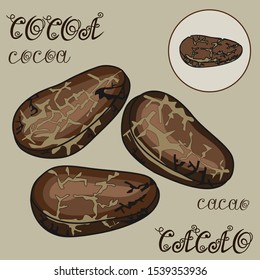 Cocoa, cacao beans, chocolate tree seeds, color vector illustration on a beige gray isolated background with monogram inscriptions, hand drawn clip art