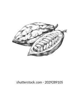 Cocoa or cacao fruits open and whole, engraving style vector illustration isolated on white background. Hand drawn natural organic cocoa plant fruits or pods.