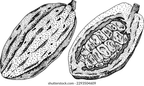 Cocoa, chocolate beans hand drawn vector illustration is sketch, engraved style. Organic healthy food. 