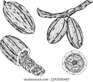Cocoa, chocolate beans hand drawn vector illustration is sketch, engraved style. Organic healthy food. 