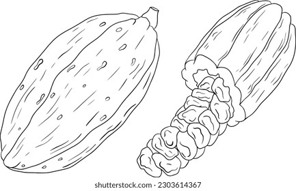 Cocoa, chocolate beans hand drawn vector illustration is sketch style. Organic healthy food. 