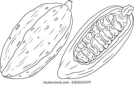 Cocoa, chocolate beans hand drawn vector illustration is sketch style. Organic healthy food. 