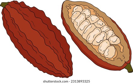 Cocoa, chocolate beans hand drawn colored vector illustration is sketch style. Organic healthy food. 