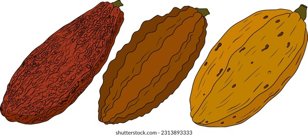 Cocoa, chocolate beans hand drawn colored vector illustration is sketch style. Organic healthy food. 