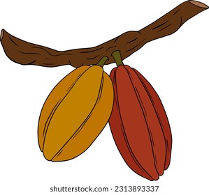Cocoa, chocolate beans hand drawn colored vector illustration is sketch style. Organic healthy food. 