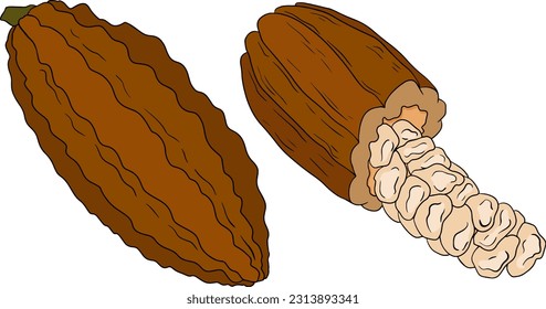 Kakao, Schokoladenbohnen handgezeichnet, farbige Vektorgrafik ist Skizze-Stil. Bio gesunde Lebensmittel. 