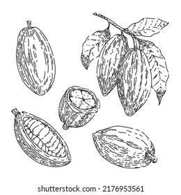 cocoa chocolate set hand drawn vector. cacao bean, plant tree, organic fruit cocoa chocolate sketch. isolated black illustration