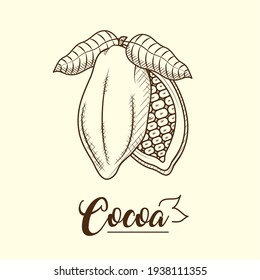 cocoa design with cocoa fruit