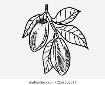 cocoa farm of chocolate ink drawing sketch for label packaging, poster, banner. chocolate packaging ink drawing. chocolate vintage sketch