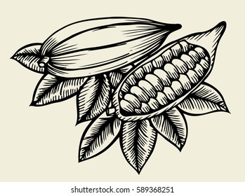 cocoa fetus yfnd drawn sketch style vector illustration on beige