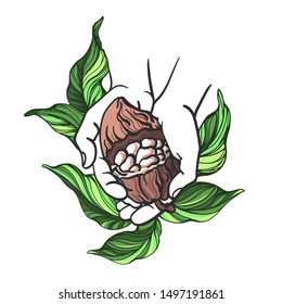 Cocoa fruit, bean, leaves and human hand. Vector illustration, nature realistic illustration on white background. Top view. Natural chocolate organic food. Hand drawn graphic symbol