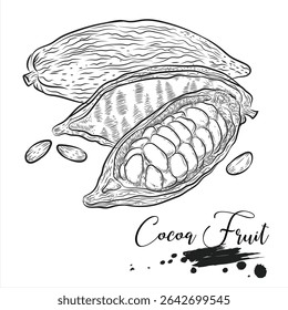 Fruta e feijão de cacau, desenhando ilustração vetorial