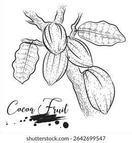 Fruta e feijão de cacau, desenhando ilustração vetorial