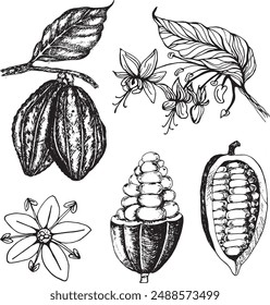 Cocoa fruit, beans and flower set hand drawn illustration