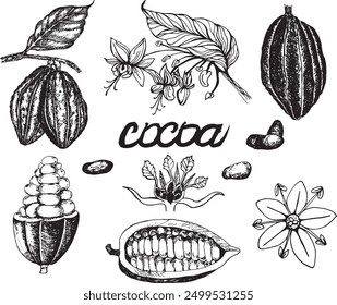 Cocoa fruit, beans and flower set hand drawn illustration