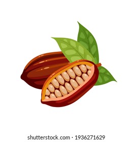 Cocoa fruit with beans inside. Vector illustration cartoon flat icon isolated on white background.